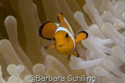 Cute little clownfish photographed in Lembeh Strait by Barbara Schilling 